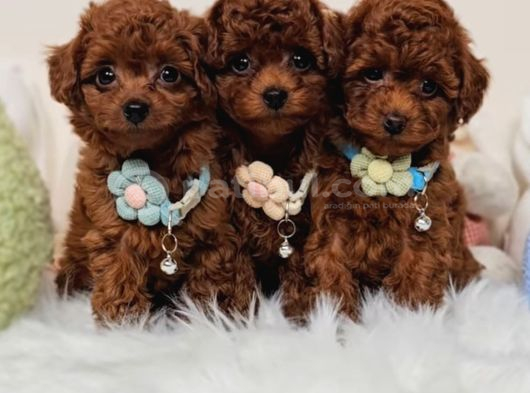 Oyuncu Zeki Tüy Dökmeyen Poodle Yavrular görsel