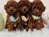 Oyuncu Zeki Tüy Dökmeyen Poodle Yavrular