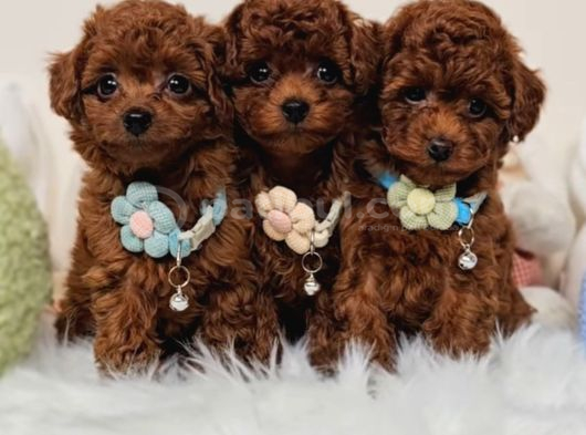 Oyuncu Zeki Tüy Dökmeyen Poodle Yavrular görsel