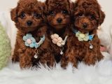 Oyuncu Zeki Tüy Dökmeyen Poodle Yavrular