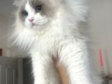 Anne Altından Safkan Ragdoll Yavru Kediler