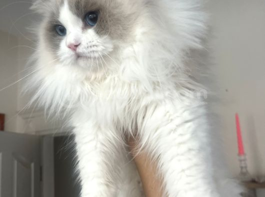 Anne Altından Safkan Ragdoll Yavru Kediler görsel