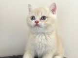 British Shorthair Nadir Renk