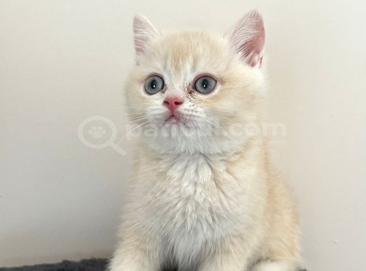 British Shorthair Nadir Renk görsel