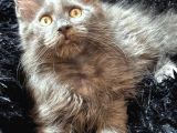 Türkiyenın En Büyük Maine Coon Kedi Evinden