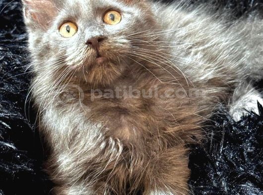 Türkiyenın En Büyük Maine Coon Kedi Evinden görsel