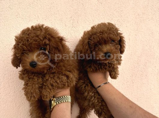 Sevimli Toy Poddle 0 Numara Yavrularr Kocaeli Izmit görsel