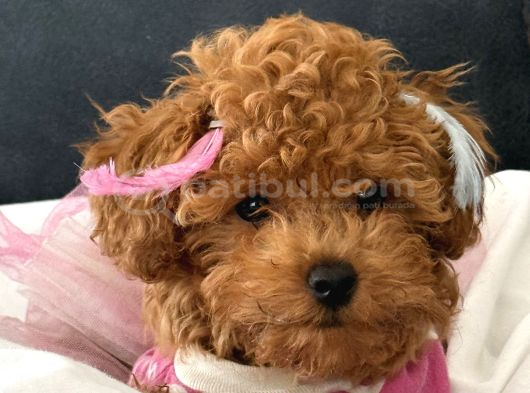 Sevimli Toy Poddle 0 Numara Yavrularr Kocaeli Izmit görsel
