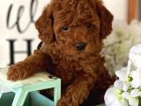 Red Brown toy Poodle Yavrular