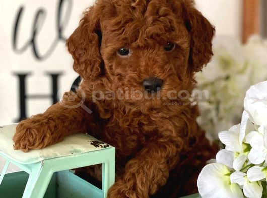 Red Brown toy Poodle Yavrular