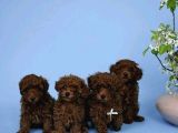 Red Brown Toy Poodle Yavrular