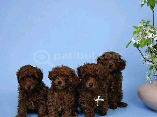 Red Brown Toy Poodle Yavrular görsel