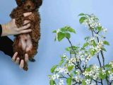 Red Brown Toy Poodle Yavrular