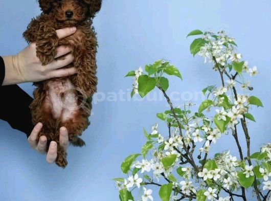 Red Brown Toy Poodle Yavrular görsel
