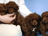 Red Brown Toy Poodle Yavrular