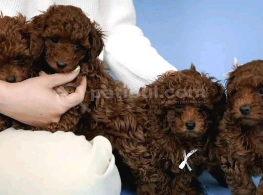 Red Brown Toy Poodle Yavrular görsel
