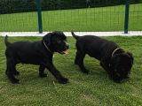 2 Aylık Dişi Cane Corso