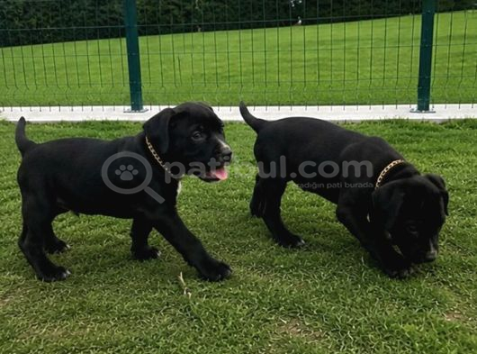 2 Aylık Dişi Cane Corso görsel