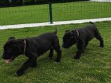 2 Aylık Dişi Cane Corso