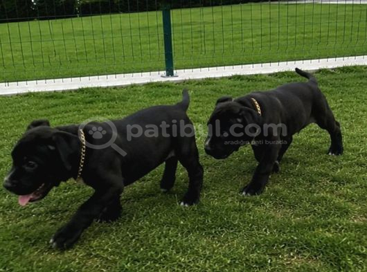 2 Aylık Dişi Cane Corso görsel