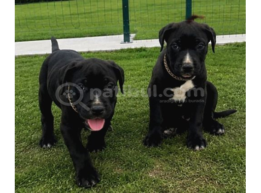 2 Aylık Dişi Cane Corso