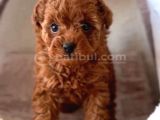 Dünya Tatlisi Erkek Di̇şi̇ Poodle Bebekleri̇m