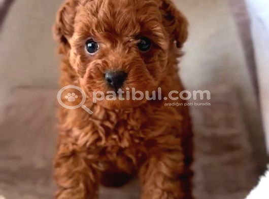 Dünya Tatlisi Erkek Di̇şi̇ Poodle Bebekleri̇m görsel