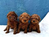 DÜNYA TATLISI ERKEK DİŞİ POODLE BEBEKLERİM