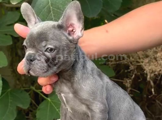 Üretim Çiftliğinden A Kalite Blue French Bulldog Yavrularımı görsel