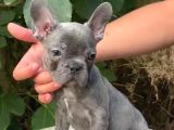 Üretim Çiftliğinden A Kalite Blue French Bulldog Yavrularımı