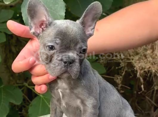 Üretim Çiftliğinden A Kalite Blue French Bulldog Yavrularımı görsel