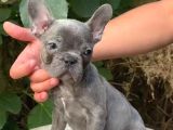 Üretim Çiftliğinden A Kalite Blue French Bulldog Yavrularımı