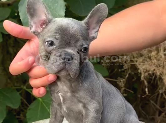 Üretim çiftliğinden A kalite blue french bulldog yavrularımı