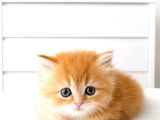 British Longhair Golden Ny12 Mavi Göz Bebekler