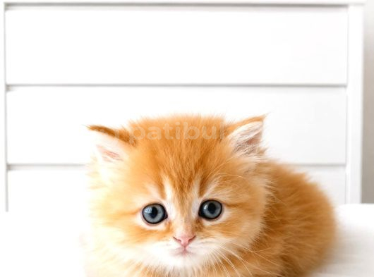 British Longhair Golden Ny12 Mavi Göz Bebekler görsel
