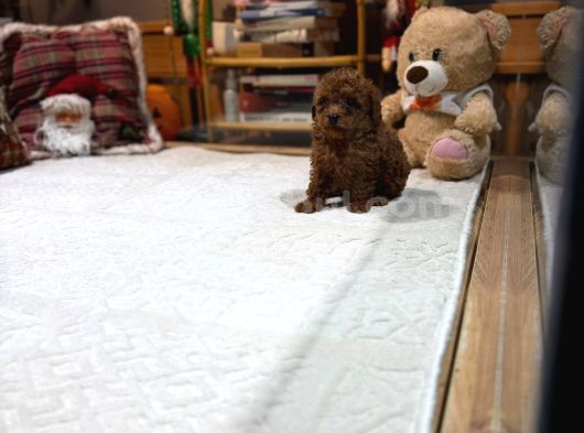 Kore Kan Toy Poodle Yavrumuz görsel