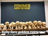 BABY FACE GOLDEN RETRIEWER YAVRULARI SAFKAN BELGELİ ANKARA