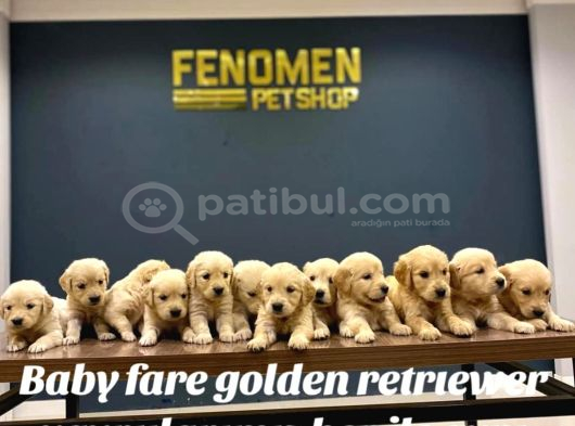 Baby Face Golden Retriewer Yavrulari Safkan Belgeli̇ Ankara