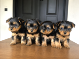 0 Boy Yorkie Bebekler