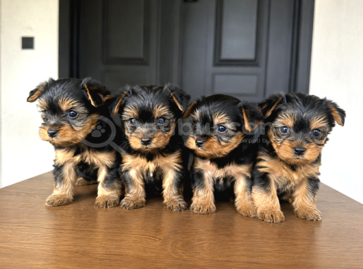 0 Boy Yorkie Bebekler görsel