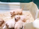 Avrupa Bi̇ri̇nci̇si̇ Babadan A Kali̇te Golden Yavrular