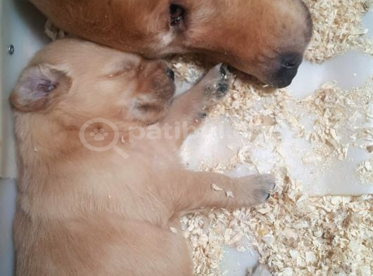 Avrupa Bi̇ri̇nci̇si̇ Babadan A Kali̇te Golden Yavrular görsel