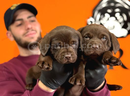 A Kalite Labrador Yavrular görsel