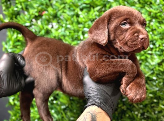 A Kalite Labrador Yavrular görsel