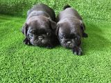 Pug Mops Bebekler