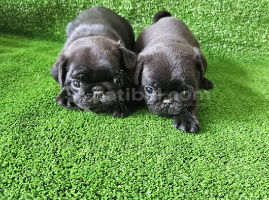 Pug Mops Bebekler görsel