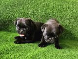 Pug Mops Bebekler
