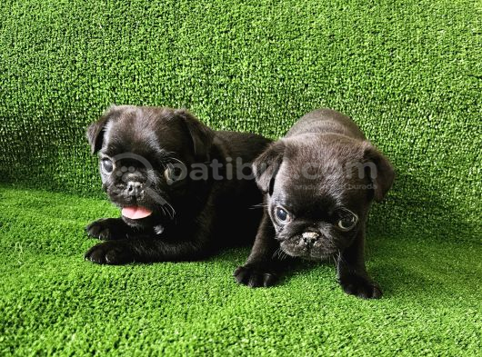 Pug Mops Bebekler görsel