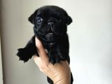 Pug Mops Bebekler