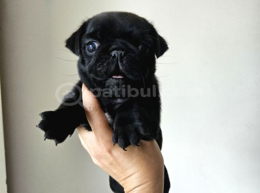 Pug Mops Bebekler görsel